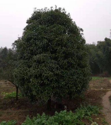 桂花樹批發(fā) 桂花樹批發(fā)