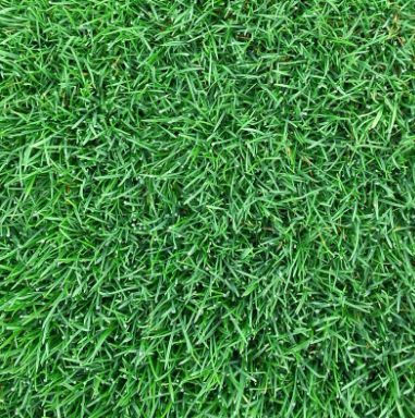 河南綠化草坪基地 河南綠化草坪基地