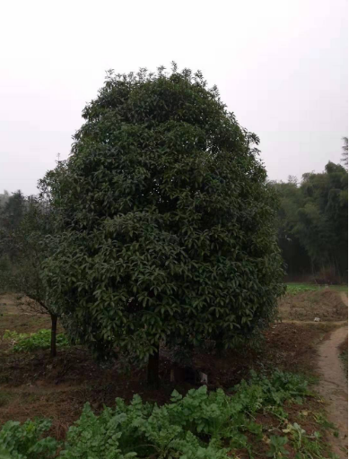 桂花樹批發(fā) 桂花樹批發(fā)