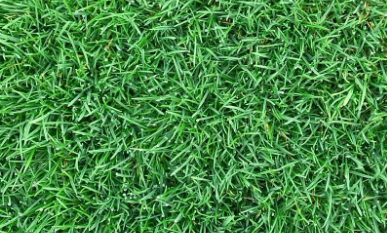 綠化草皮價(jià)格 綠化草皮價(jià)格