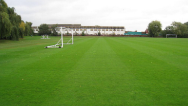 綠化草皮價(jià)格 足球場(chǎng)草皮價(jià)格