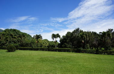 百慕大草坪廠家 百慕大草坪廠家