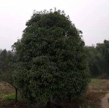 桂花樹批發(fā) 桂花樹批發(fā)