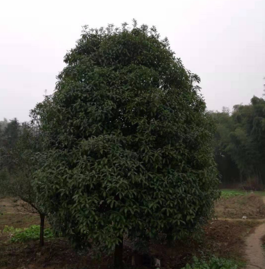 桂花樹批發(fā) 桂花樹批發(fā)