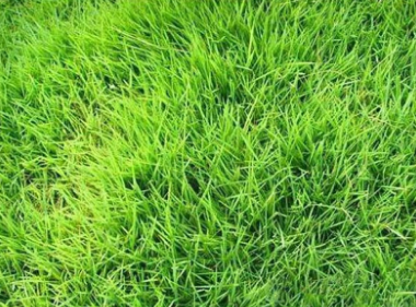 百慕大草坪 百慕大草坪