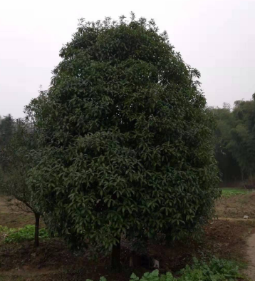 桂花樹(shù)批發(fā)