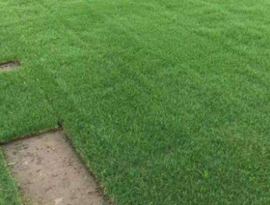 綠化工程 綠化工程